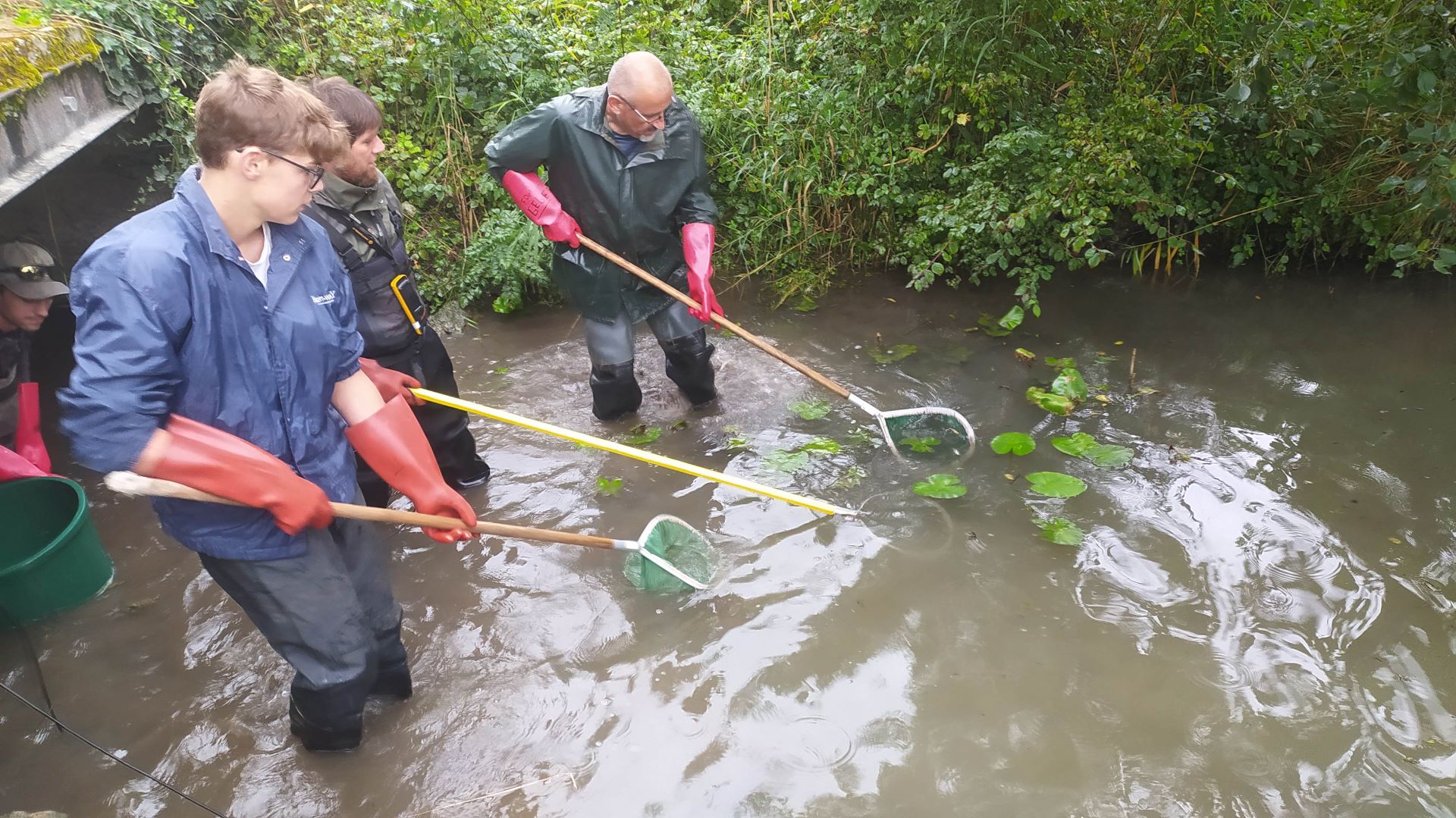 de l'actualité sur Réalisation d'une pêche de sauvegarde avant le lancement des travaux de renaturation de la Veyle à Polliat